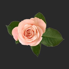 Ina Labs Ingredient
